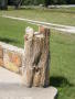 Photograph: [Tree Stump]