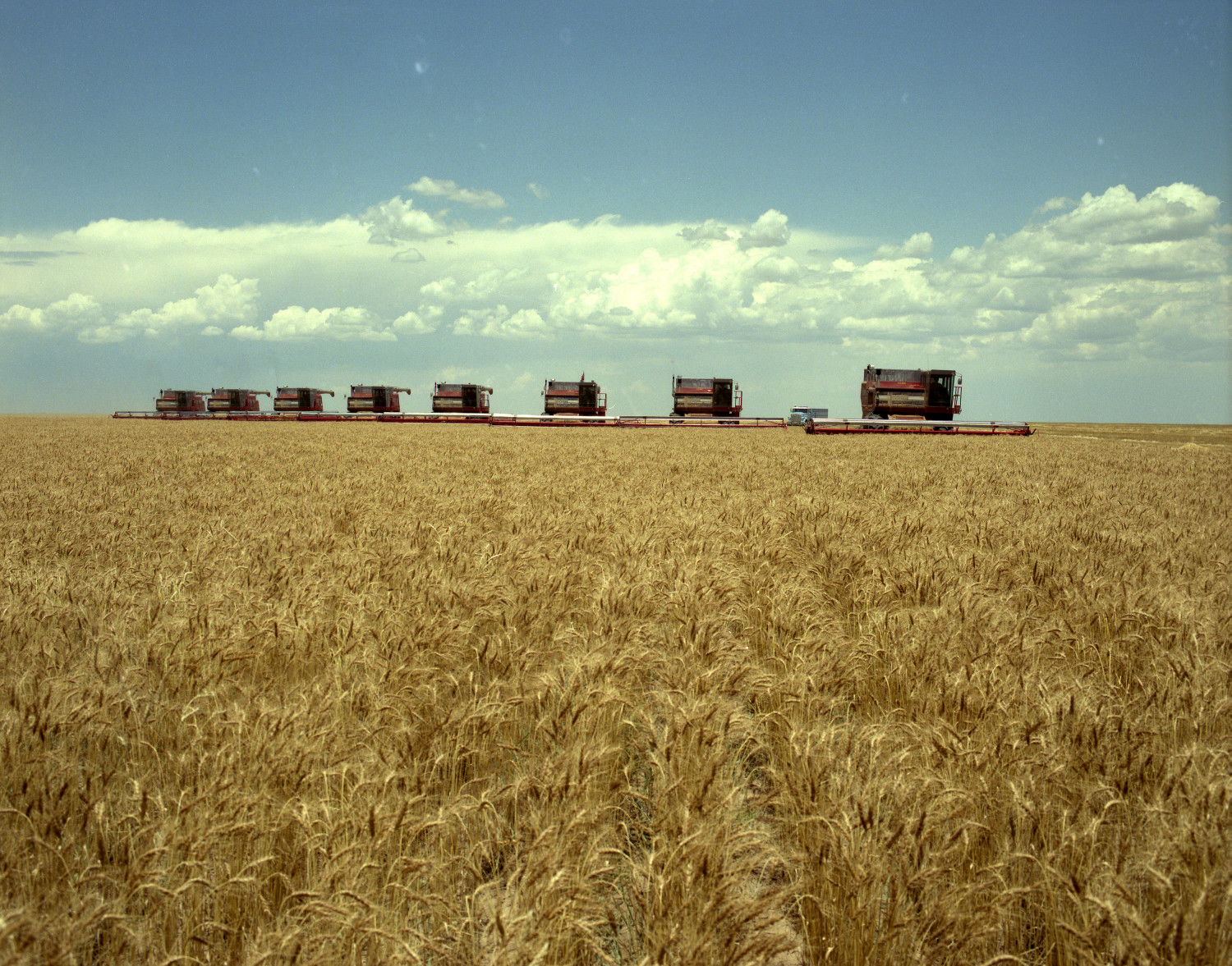 [Wheat Harvest at Perrin Farms]
                                                
                                                    [Sequence #]: 1 of 1
                                                