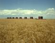 Primary view of [Wheat Harvest at Perrin Farms]