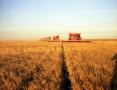 Photograph: [Wheat Harvest at Frank Ford's Farm]