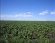 Primary view of [Sugar Beets Field]