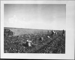 Primary view of object titled '[Harvesting Potatoes]'.