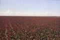 Thumbnail image of item number 1 in: '[Milo, Grain, and Sorghum Fields]'.