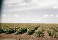 Thumbnail image of item number 1 in: '[Cotton Field]'.