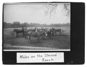 Primary view of object titled 'Mules on the Stevens' Ranch'.