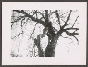 Primary view of object titled '[Girl in Tree]'.