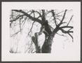 Thumbnail image of item number 1 in: '[Girl in Tree]'.