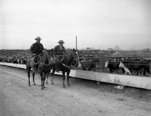 Primary view of object titled '[Hereford Feedyard]'.