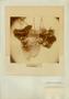 Photograph: Plate 10. Vitis coriacea Shuttleworth