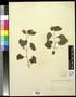 Specimen: [Herbarium Sheet: Vitis arizonica Engelm #183]
