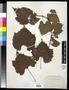 Specimen: [Herbarium Sheet: Three Leaves and Plant Stem]