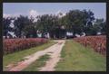 Primary view of [Photograph of a Dirt Road Between Corn Fields]
