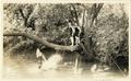 Photograph: [People wearing swimwear sitting in a tree, one landing in water]