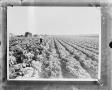 Thumbnail image of item number 1 in: '[Cabbage field]'.