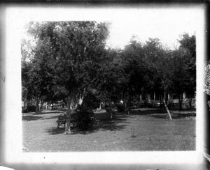 Primary view of object titled '[Bench and trees]'.