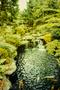 Photograph: [Perennial Garden Stream]
