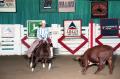 Photograph: Cutting Horse Competition: Image 1997_D-109_02