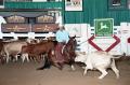 Photograph: Cutting Horse Competition: Image 1997_D-109_33