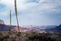 Photograph: [Plants in the Grand Canyon]
