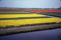 Photograph: [Tulip Field From Across Water]