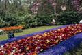 Photograph: [Garden of Colorful Flowersin Holland]