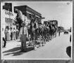 Photograph: [The Budweiser Clydesdale Team]