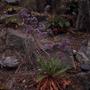 Photograph: [Limonium macrophyllum growing along craggy rocks]