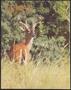 Journal/Magazine/Newsletter: Texas Parks & Wildlife, Volume 39, Number 7, July 1981