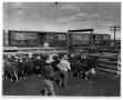 Primary view of Edwards Cattle