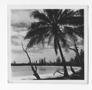 Photograph: [Beach on the Isle of Pines, #1]