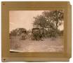 Primary view of [Photograph of Buggies at the Llano River]