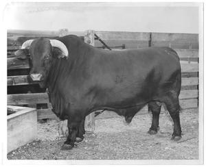 [Gus Wortham's bull standing by wooden fence]