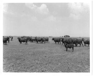[Gus Wortham's cattle in field at Nine Bar Ranch]