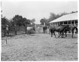 Photograph: Horses in Corral