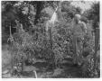 Primary view of [Photograph of Roy Bedichek in Garden]