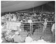 Photograph: [Men and a bull in pen]