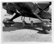 Photograph: [Two Dogs Under Airplane]