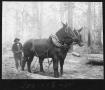 Photograph: [Southern Pine Lumber Company Mules]