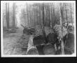 Thumbnail image of item number 1 in: '[Timber Stacked in the Woods]'.