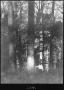 Primary view of [Scaly Bark Hickory Timber, Trinity County, Texas]
