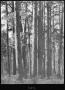 Primary view of [Longleaf Pine Timber, Houston County, Texas - 2]