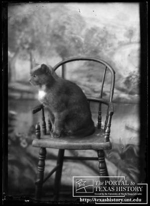 Primary view of object titled '[Cat on a chair]'.