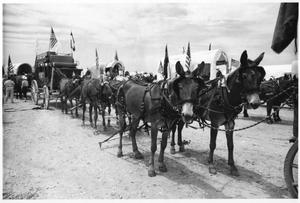 Primary view of object titled 'Texas Sesquicentennial Wagon Train on Its Way from Windthorst to Wichita Falls'.