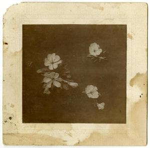 Primary view of object titled '[Photograph of Flowers]'.