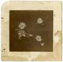 Thumbnail image of item number 1 in: '[Photograph of Flowers]'.