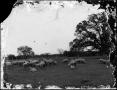 Primary view of [Sheep in a field]