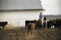 Photograph: [Jimbo Todo Riding Horse in Cow Pen]