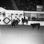 Photograph: [Rodeo Ballet: National Cutting Horse Futurity Spectacle]