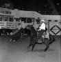 Photograph: [Harmony Unleashed: Cowboys' Dynamic Chase at the National Cutting Ho…