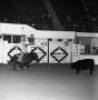 Photograph: [A Snapshot of Equestrian Energy: Cowboys in Pursuit at the Rodeo Are…